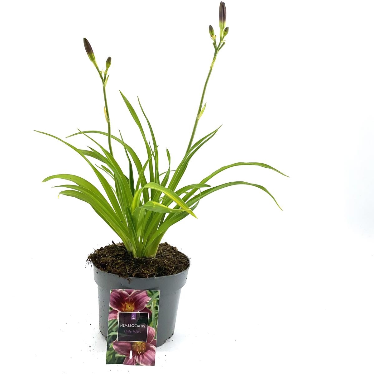 Hemerocallis 'Little Missy', D 17 cm