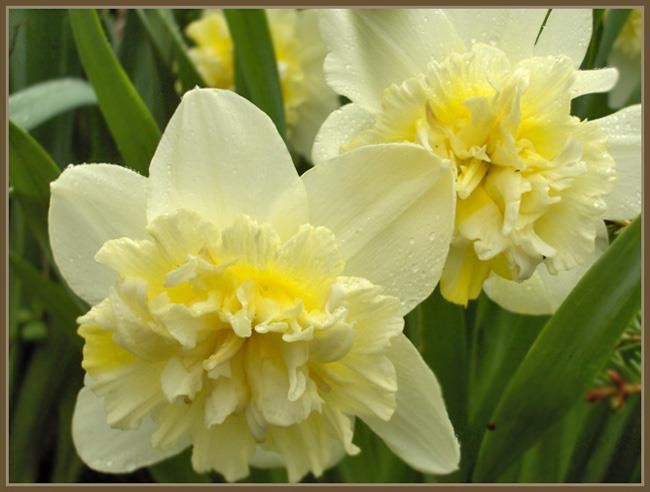 NARCISSUS INCOMPARABILIS 'ICE KING', D 23