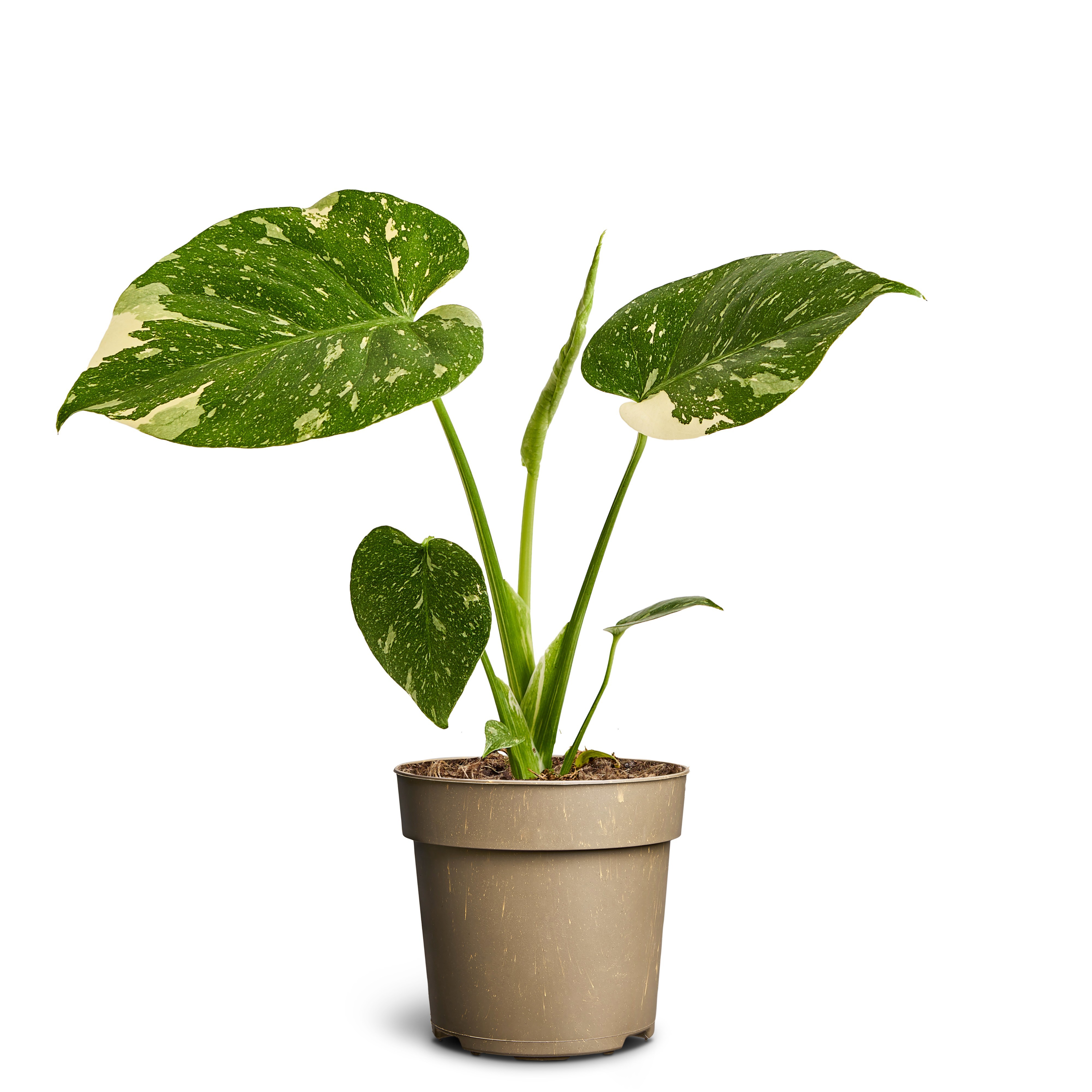 Woodbase Mocca, Monstera Thai Constellation, D 12