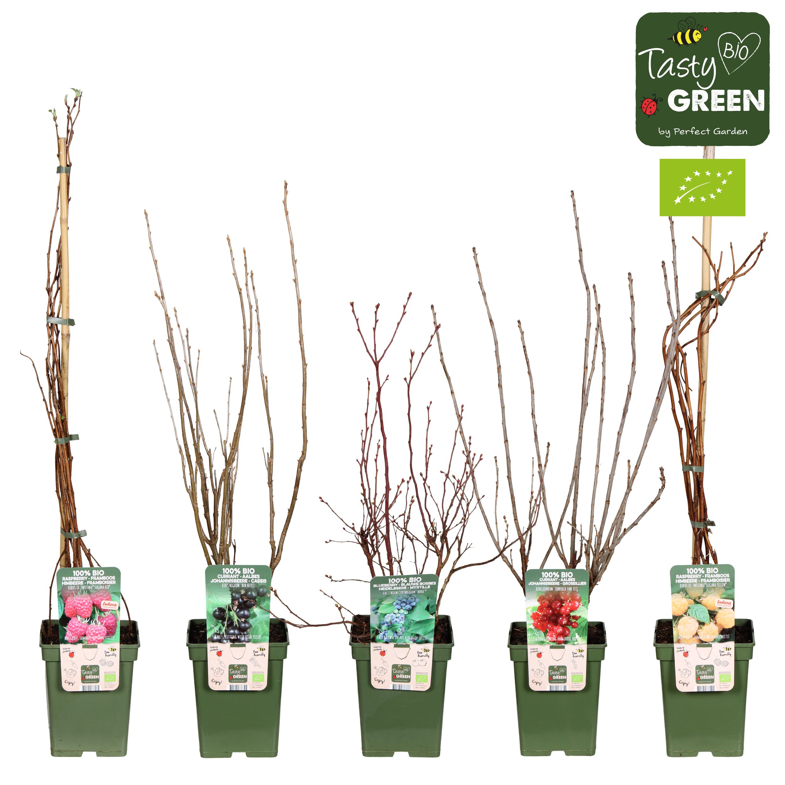 Grote fruitstruiken mix laag bio P23, D 23