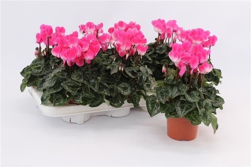 Cyclamen Indiaka Magenta, D 10,5