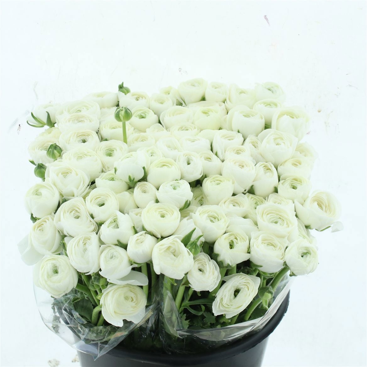 Ранункулус Элеганс Вайт 45, шт.