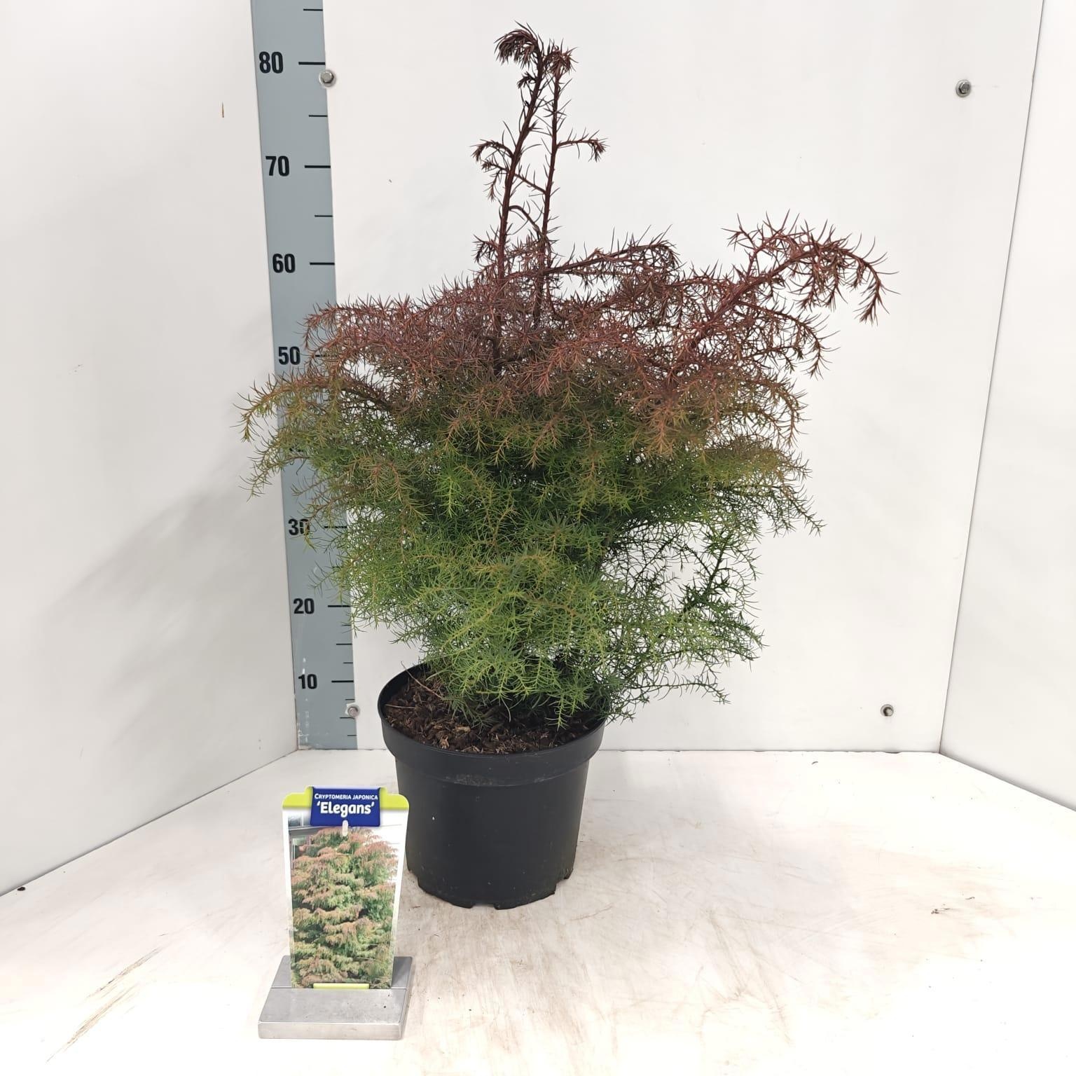 Cryptomeria j. 'Elegans', D 23