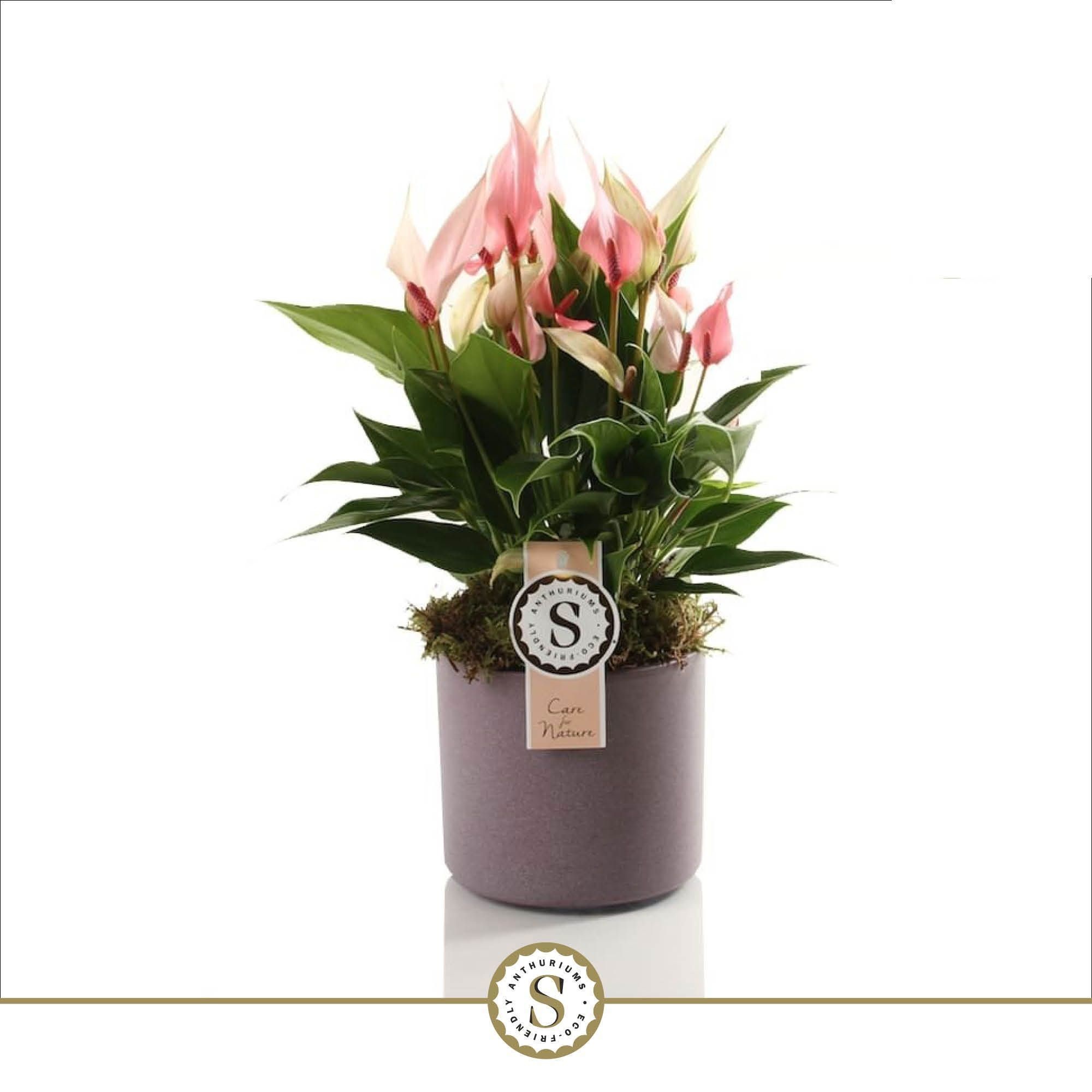 Bari Keramiek Purple - Lilli 12cm, D 12