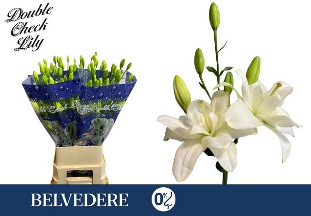 Лилия Бельведер 90, шт.