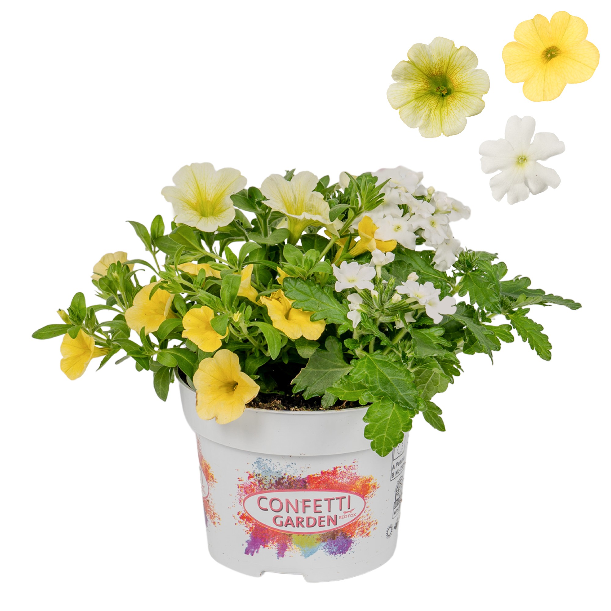Confetti Garden 13cm Sunshine, D 13