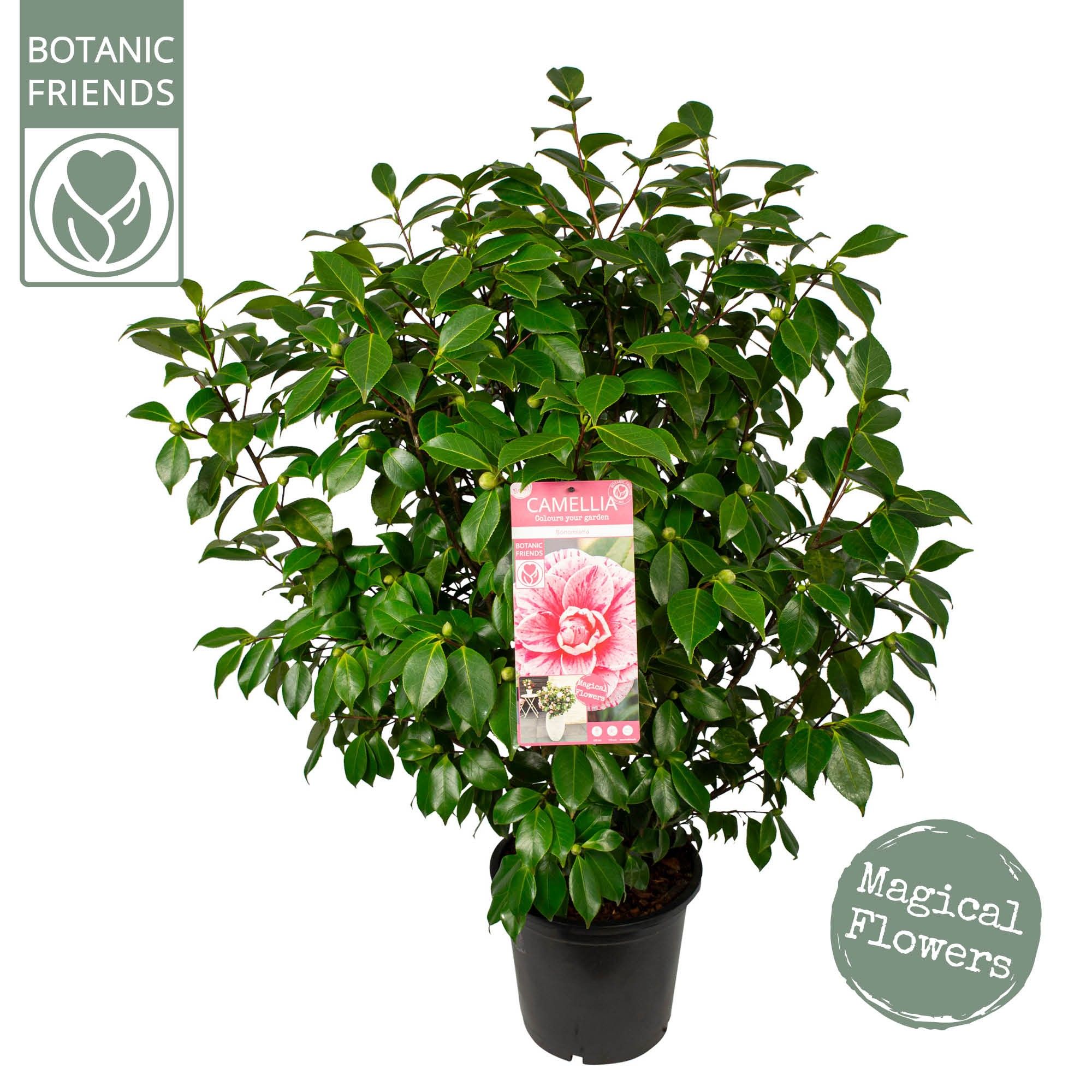 Camellia jap. 'Bonomiana', D 29