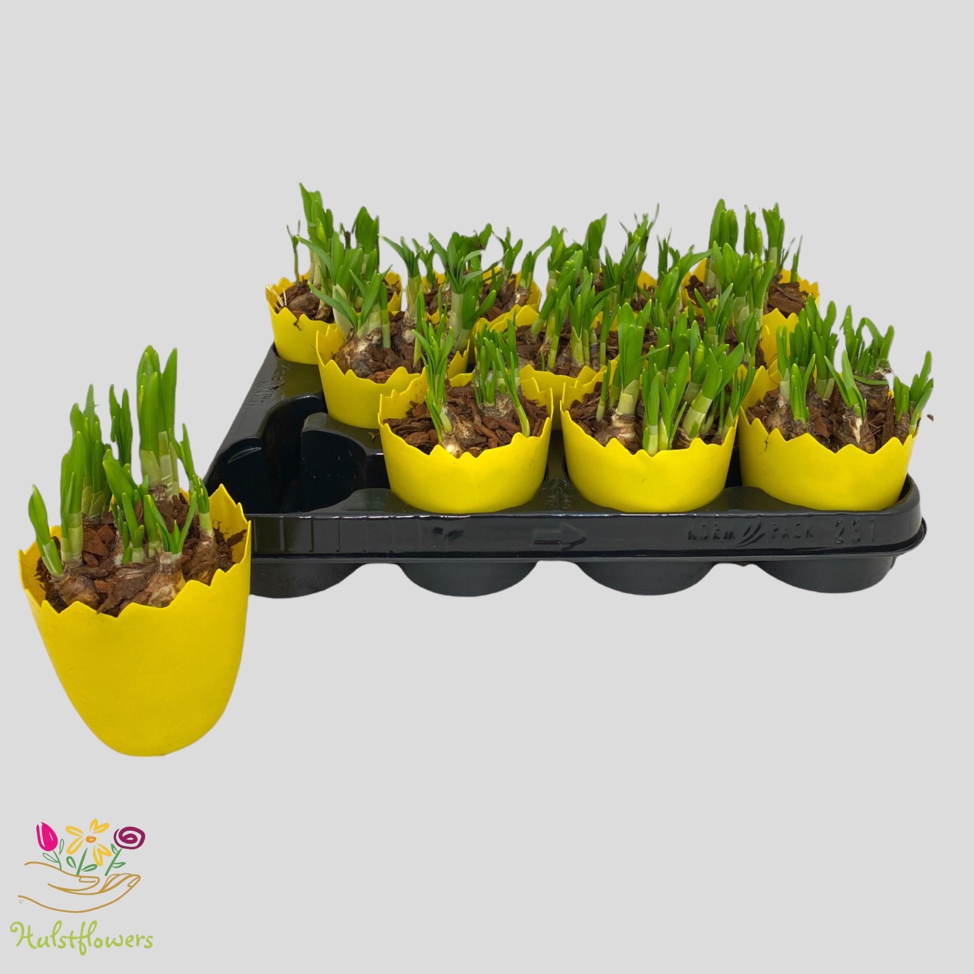 Tete-a-Tete pl. calimero ei p10,5 + bark, D 10,5