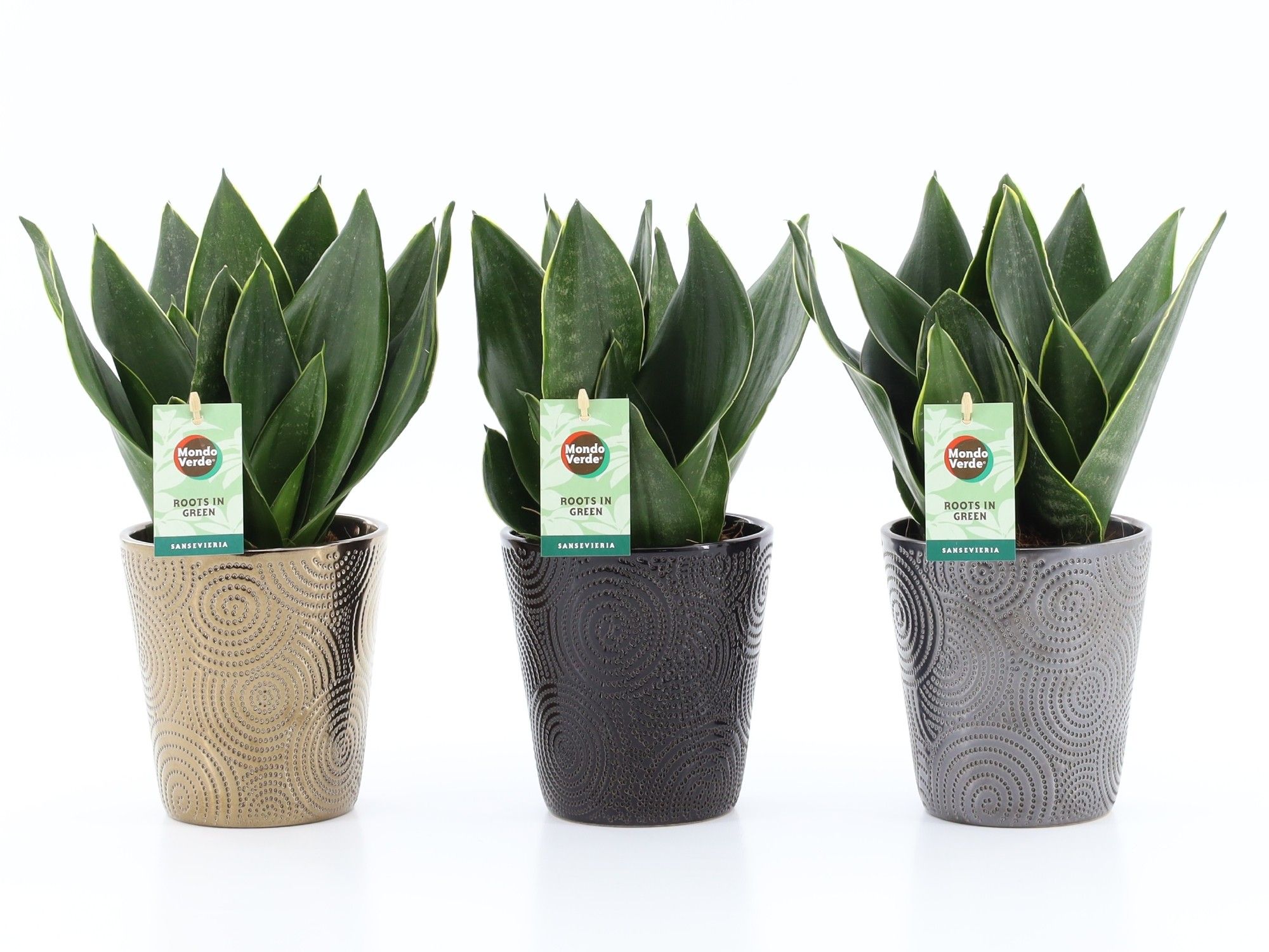 Sansevieria Black Diamond in Infinity keramiek, D 13