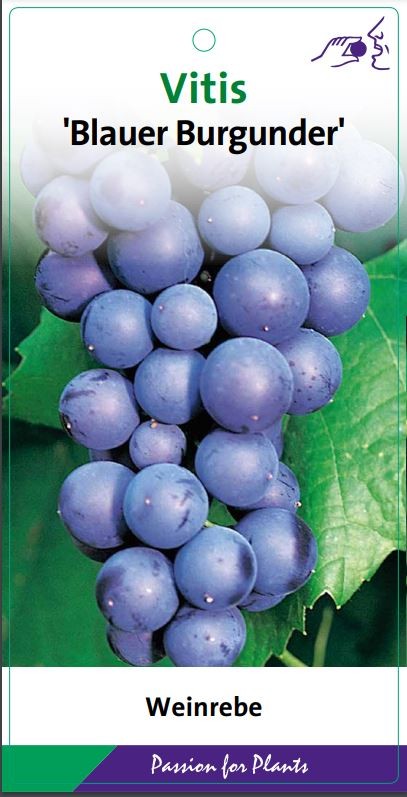 Vitis 'Blaue Burgunder' 80CMC2, D 17 cm