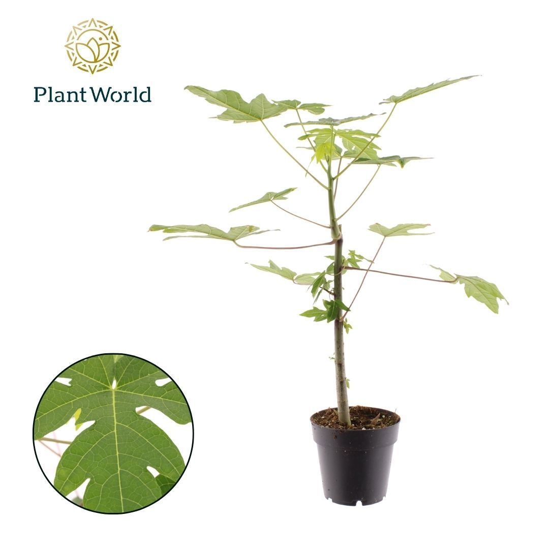 Carica Papaya, D 14 cm