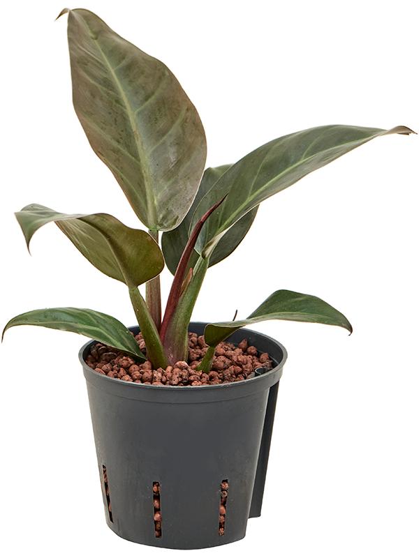 Philodendron 'Imperial Red', D 13 cm
