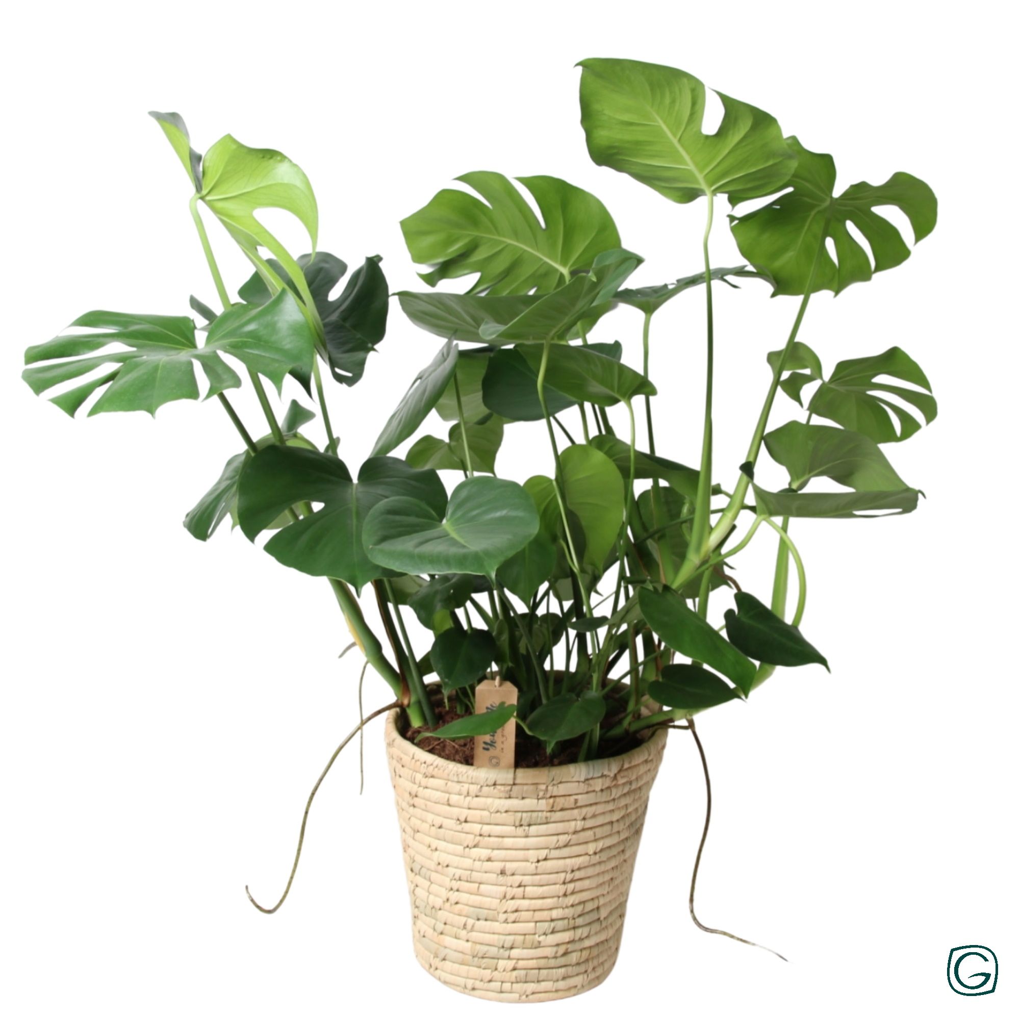 Monstera p27 in basket palmleaf, D 27