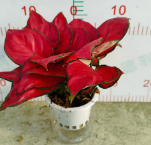 Аглаонема вотер пот 2 плантс 11 28