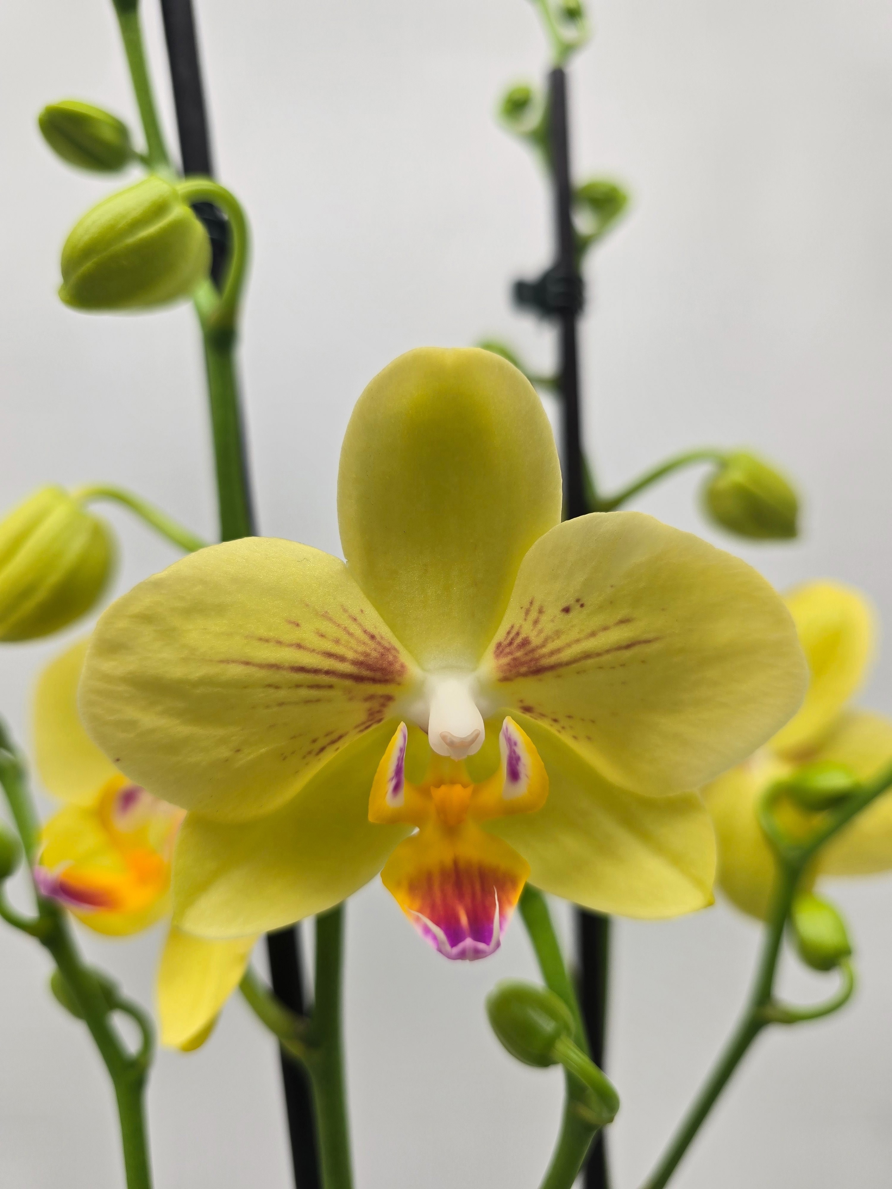 Limited 29 week 5, D 12