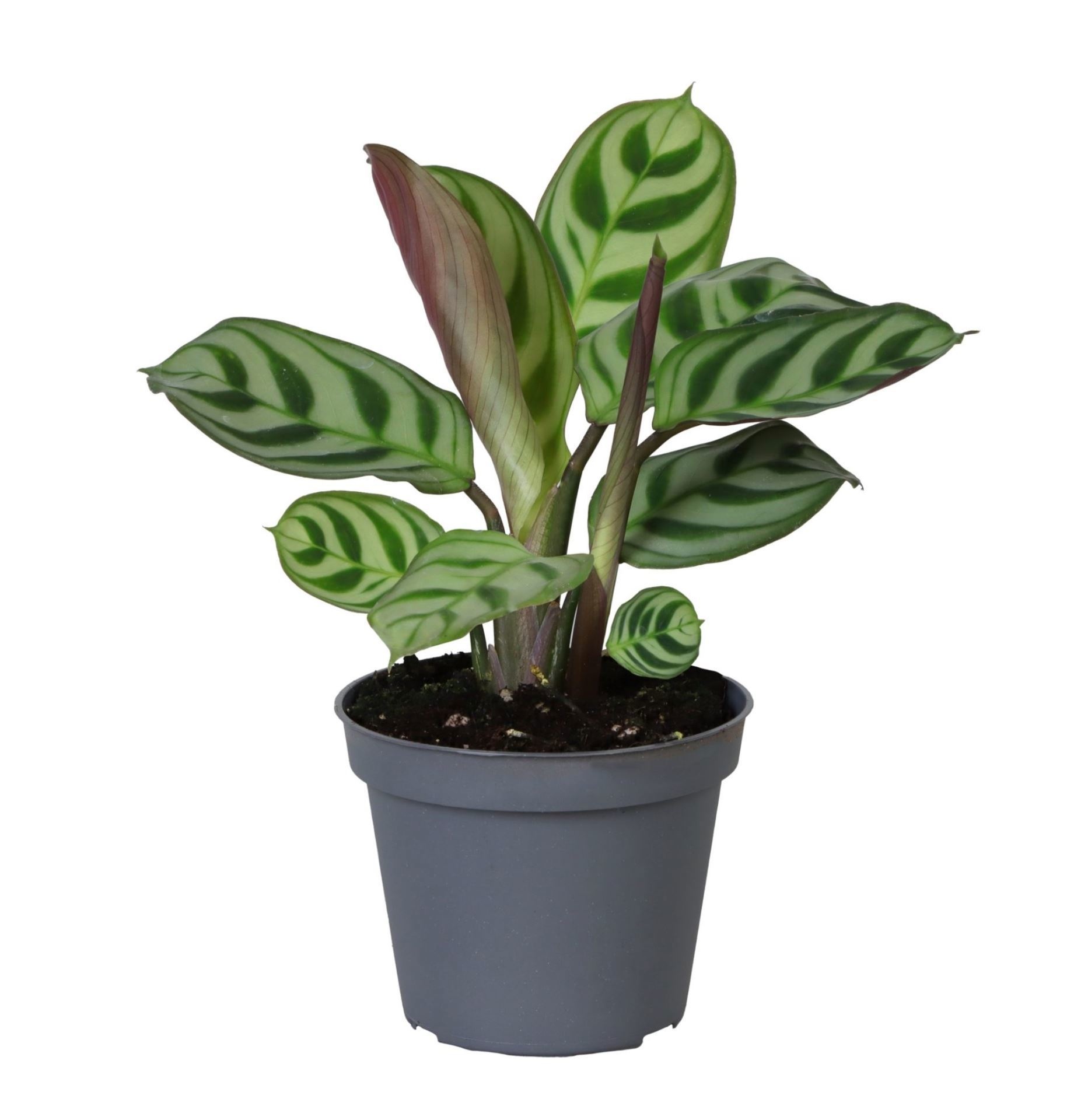 Calathea Leuconeura Amabilis 6 cm, D 6