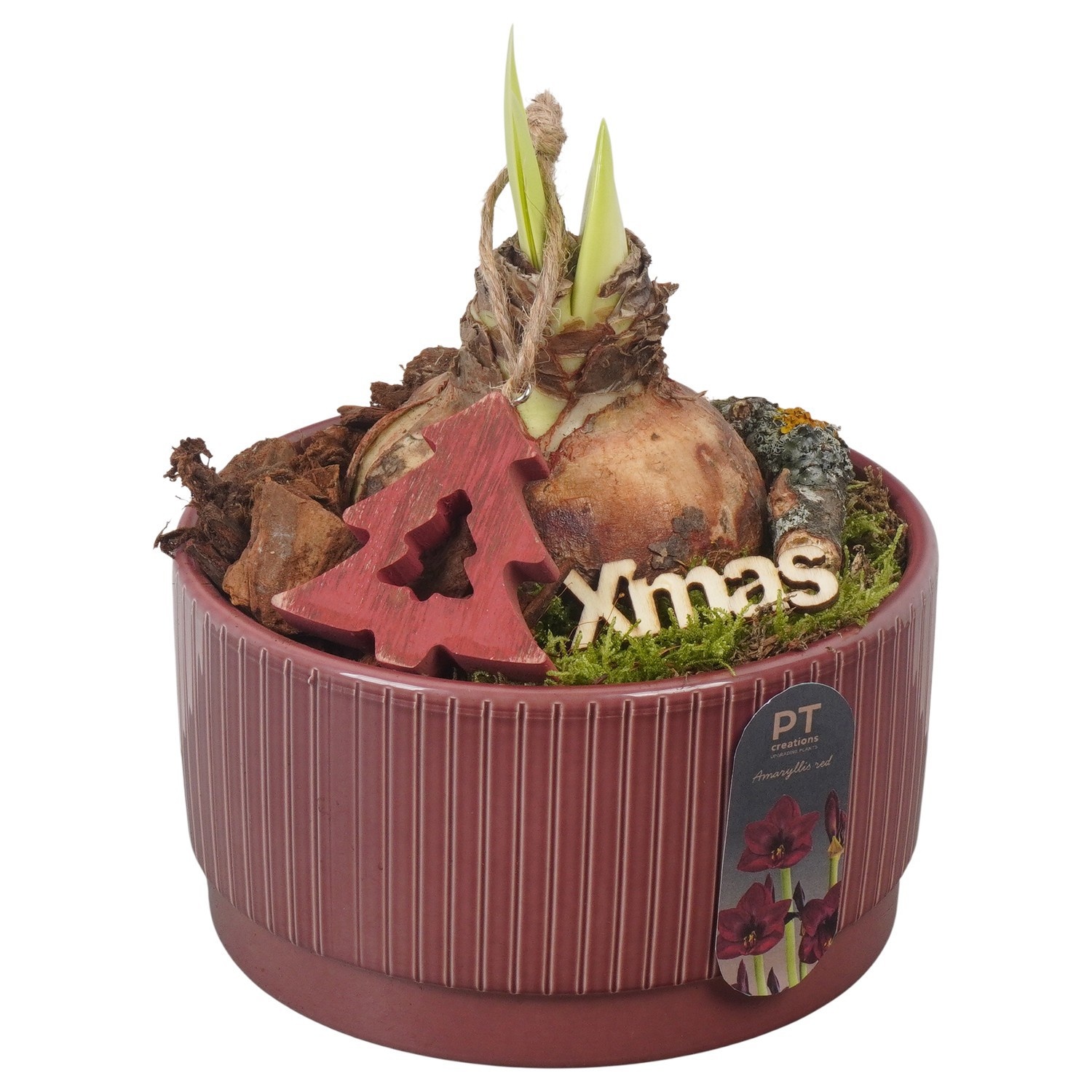 PTACH2501 Arrangement Amaryllis Christmas in keramiek schaal, D 16