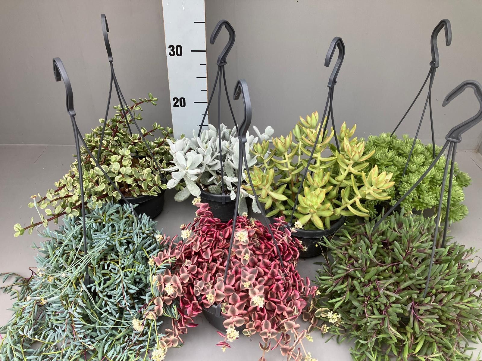 Succulenten 7 hangmix, D 14