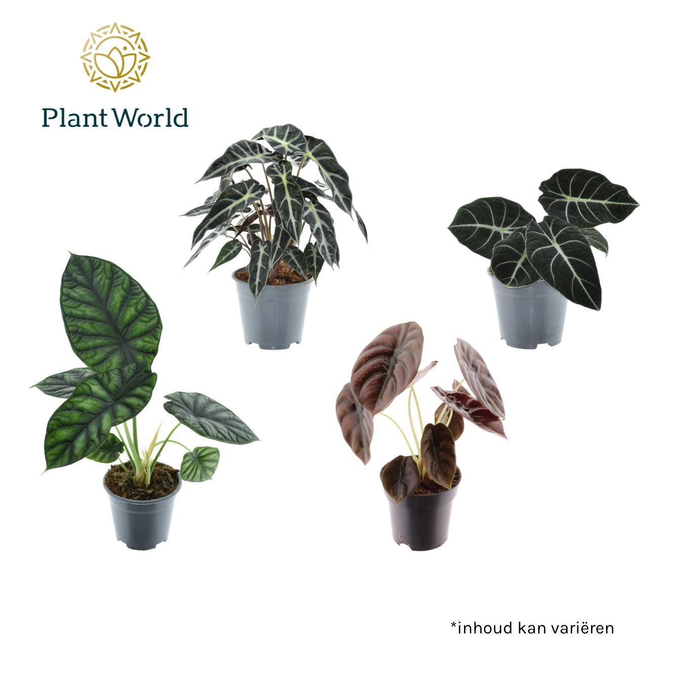 Alocasia 3-4 soorten gemengd, D 14 cm
