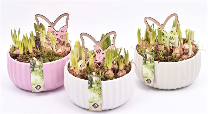 Keramiek schaal kleur mix 16,5cm, D 17