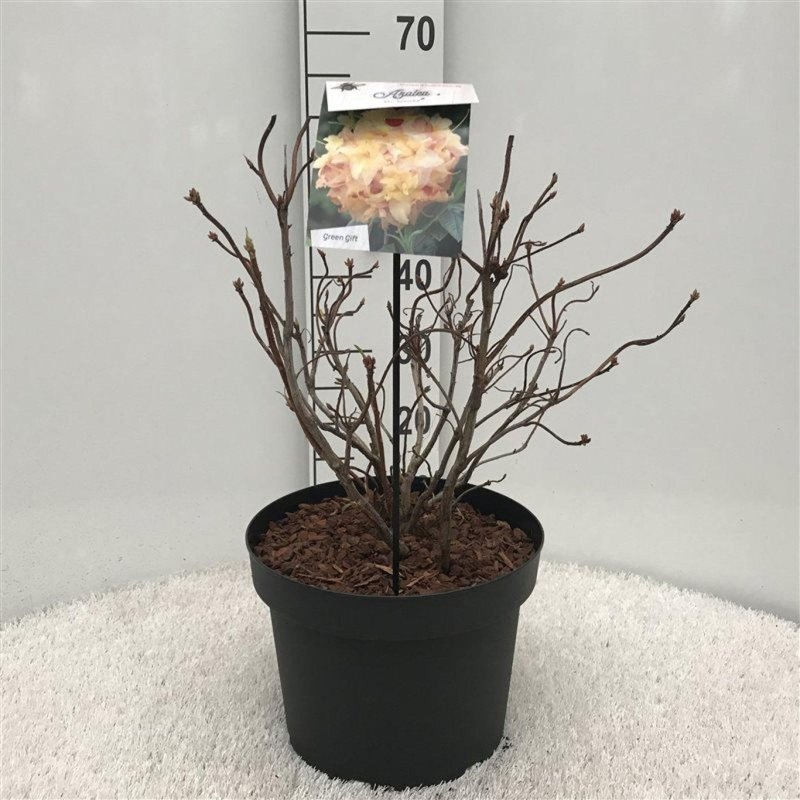 Rhododendron (AK) 'Anneke', D 29