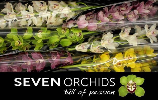 Цимбидиум Микс 80 x6, шт.