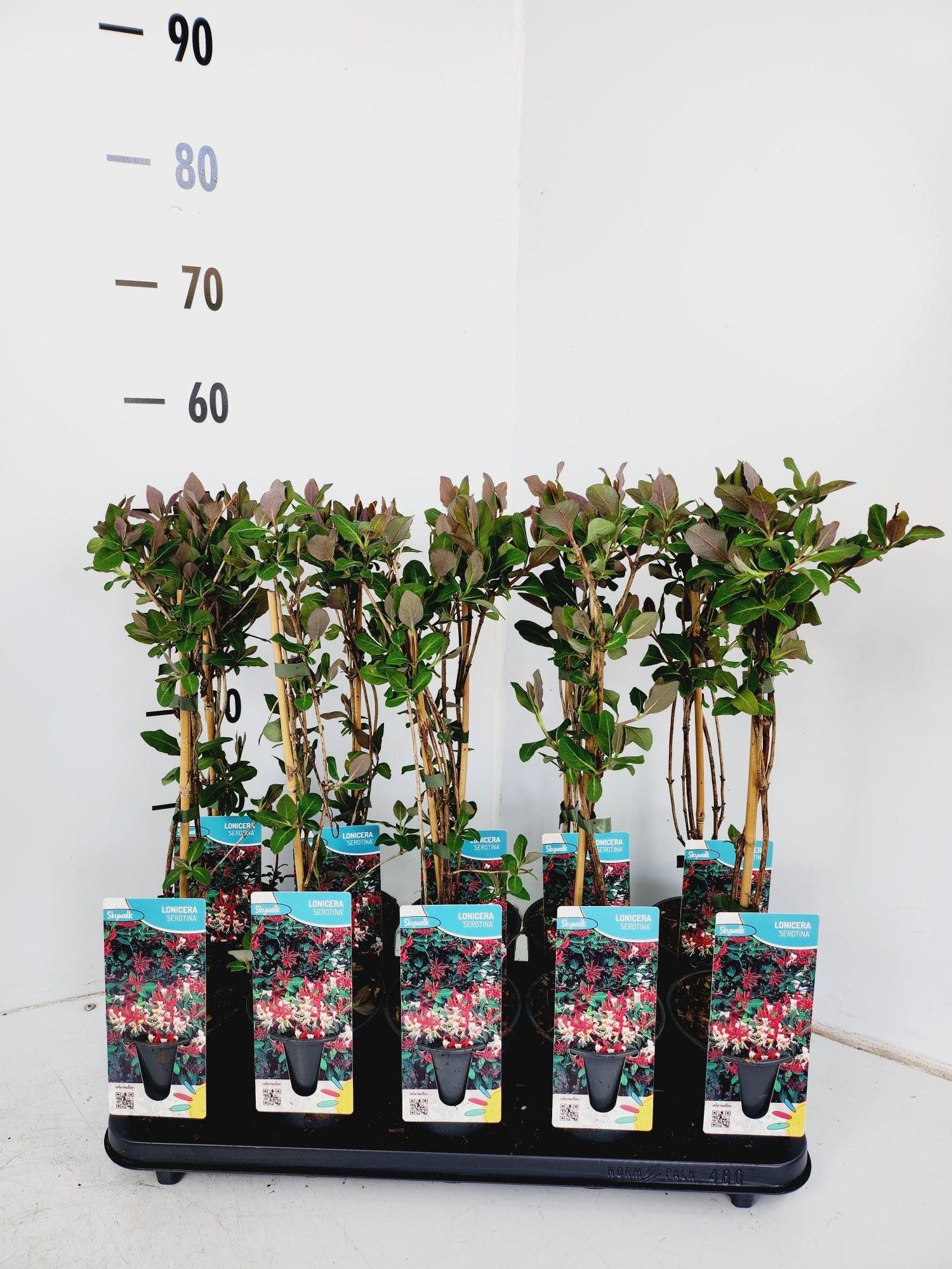 Lonicera Serotina, D 12 cm