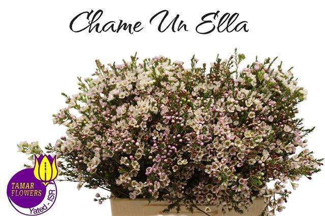 Шамелациум Элла 55 (бел.), шт.