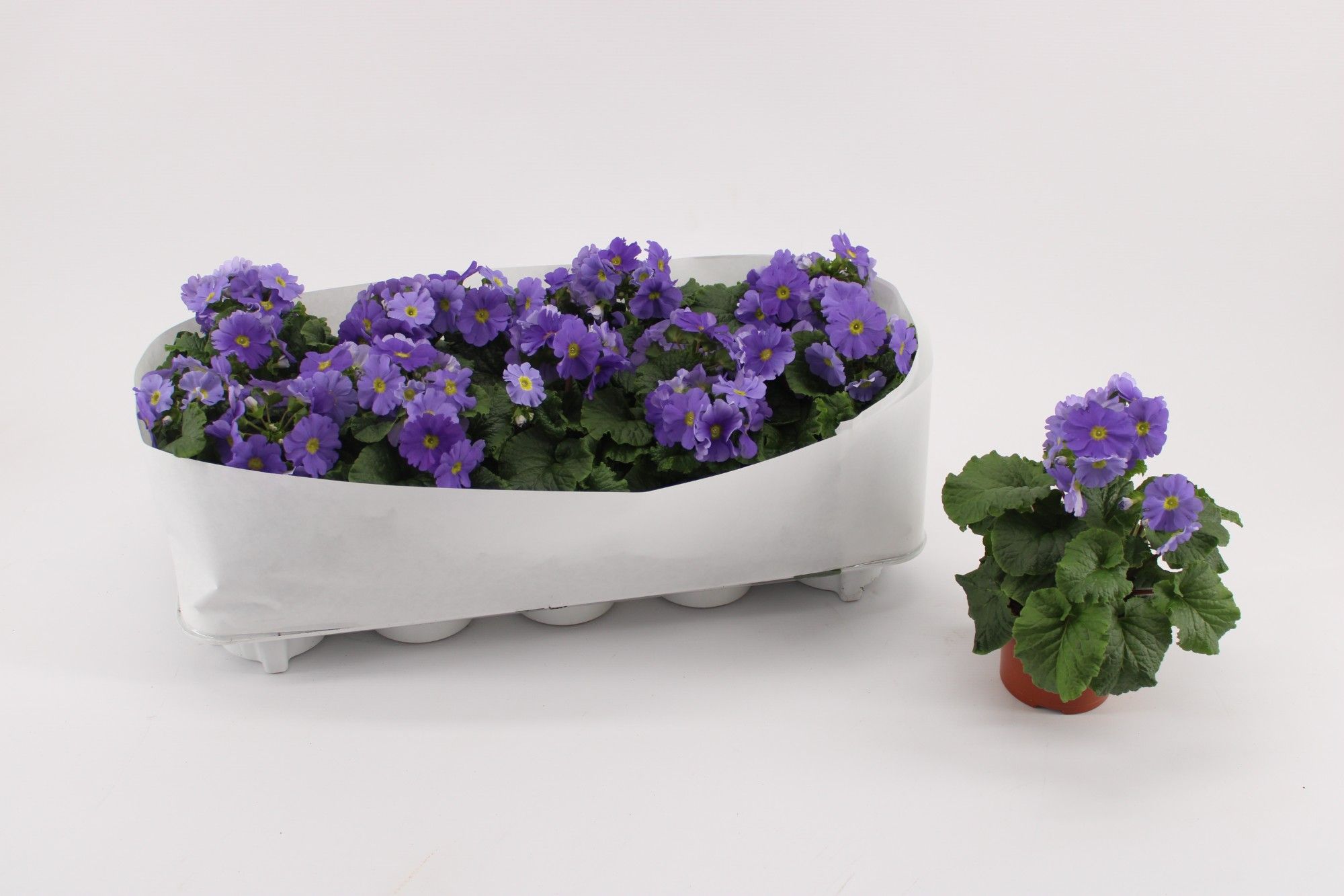 Primula Obconica Dark Blue, D 10,5