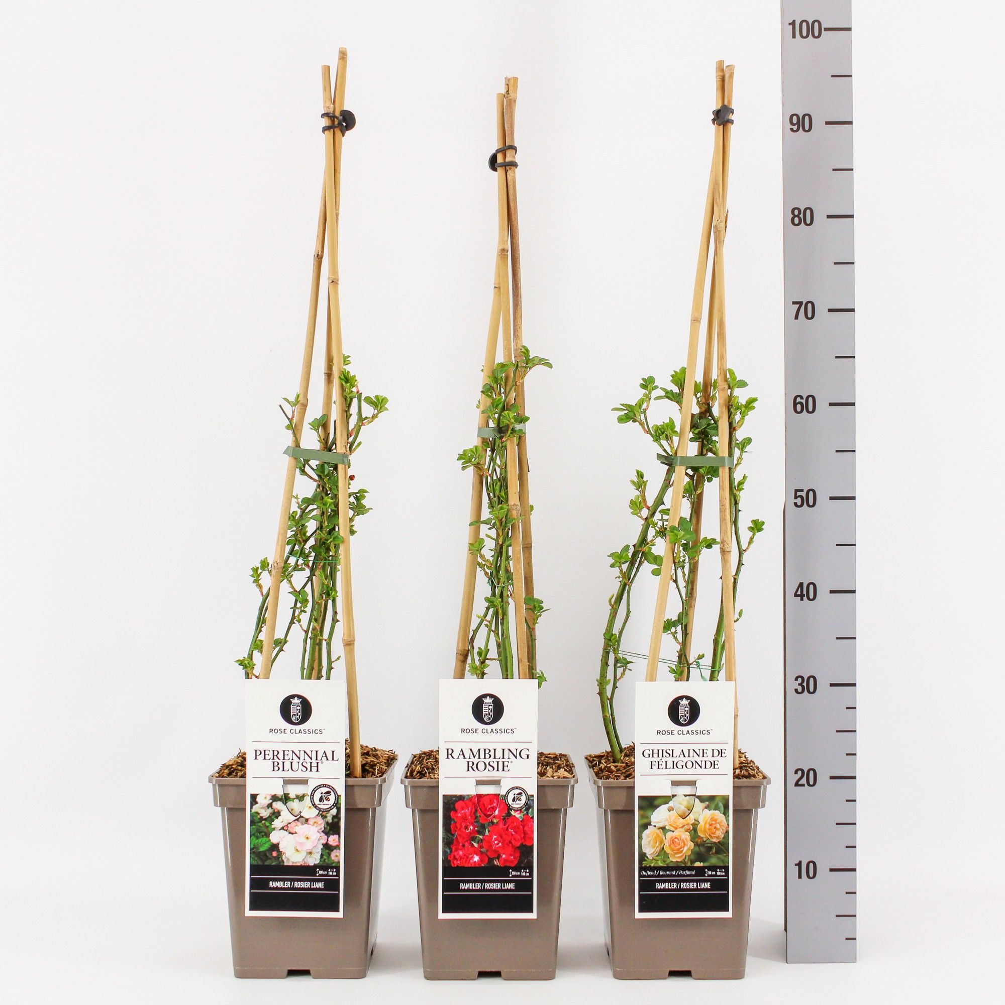 Rose Classics Rambler mix, C5, 4 stok 90cm, D 23