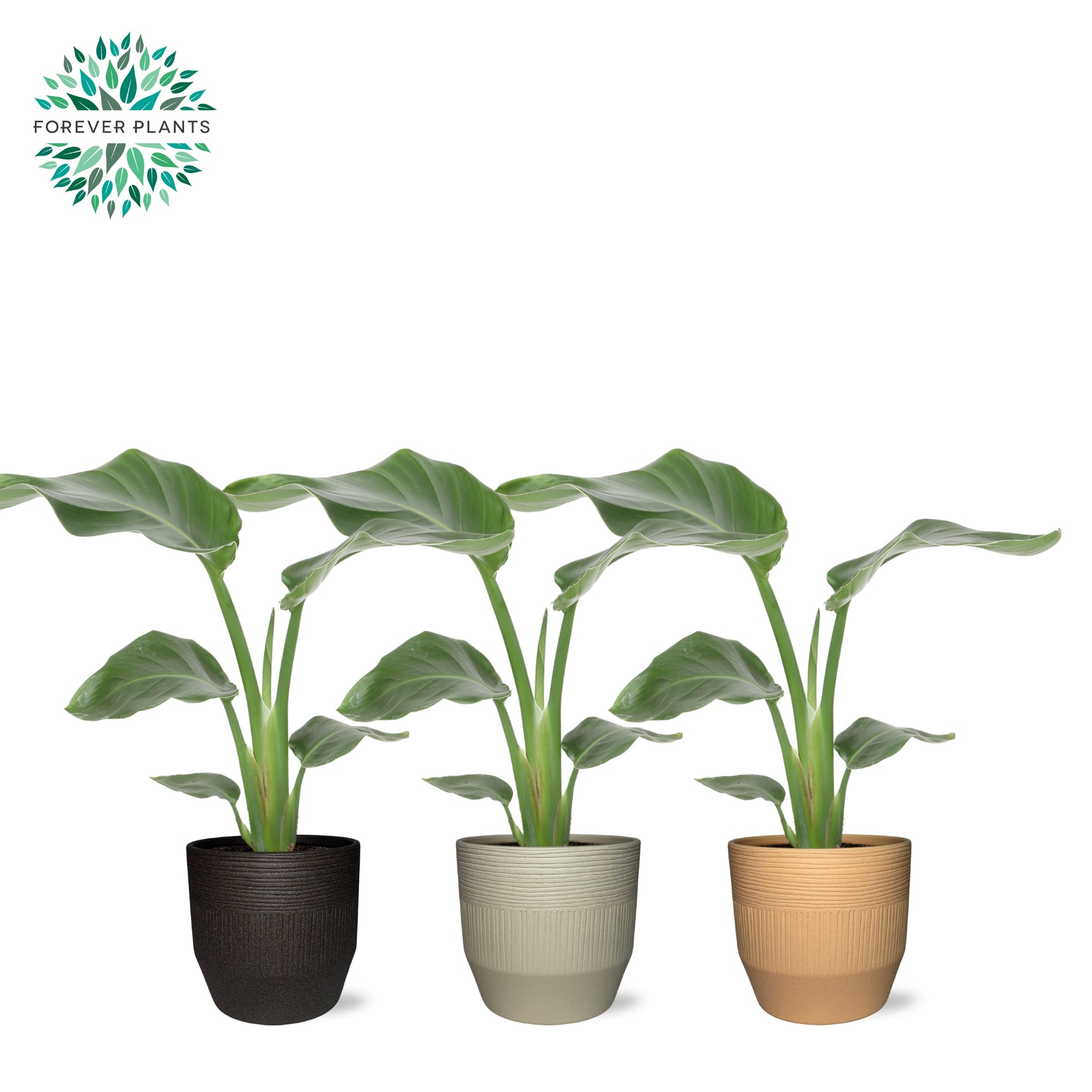 Strelitzia Nicolai p14 in TIRZA Keramiek, D 14