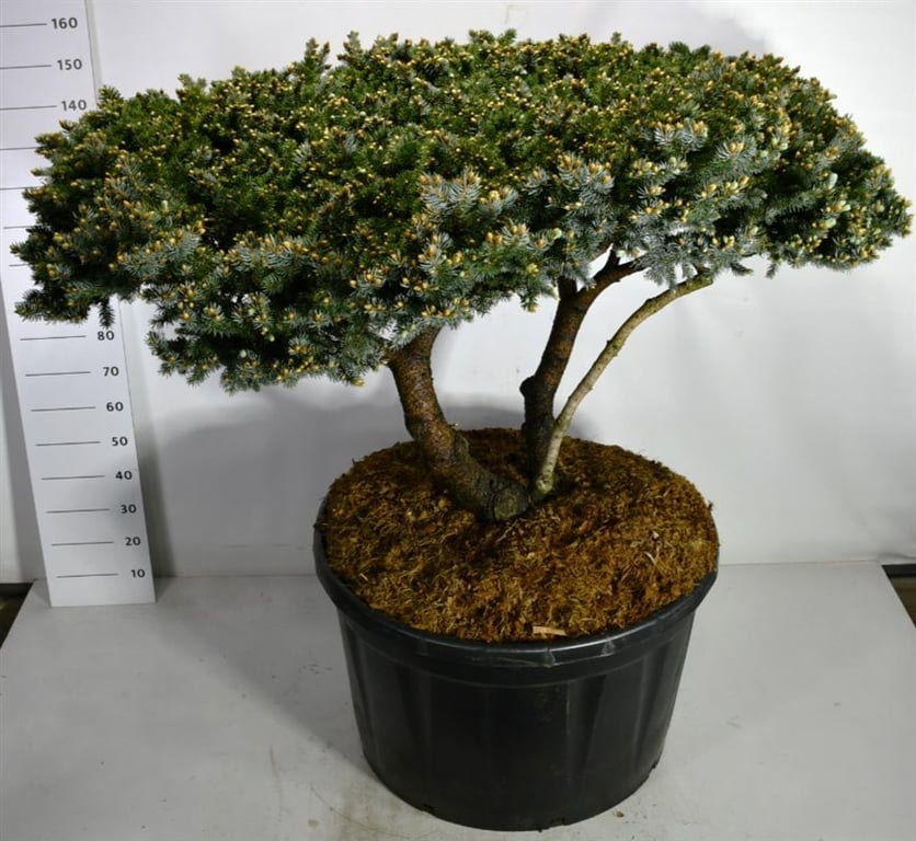 Picea pungens 'Glauca Globosa', D 96