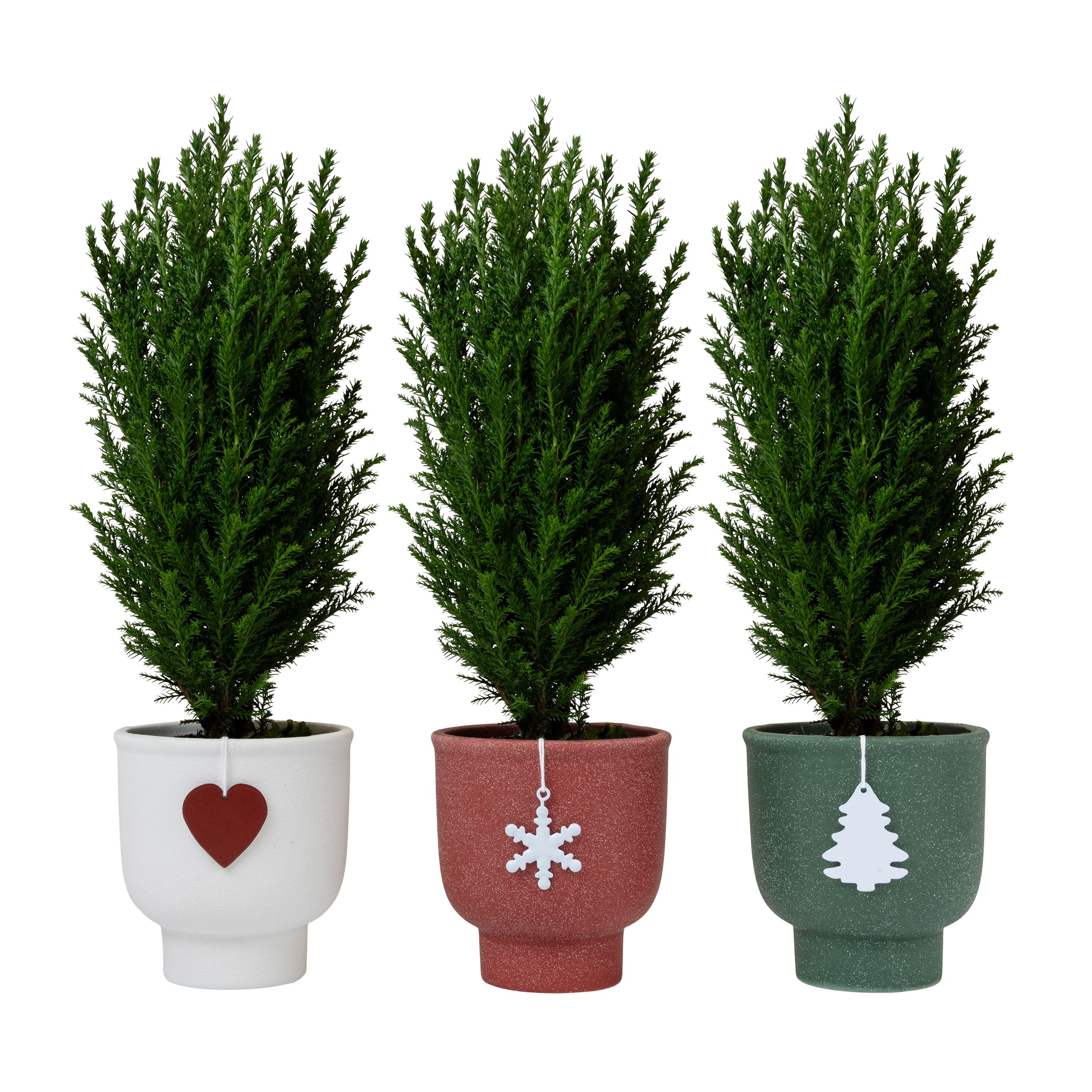 Chamaecyparis Ellwoodii with Holly, D 9