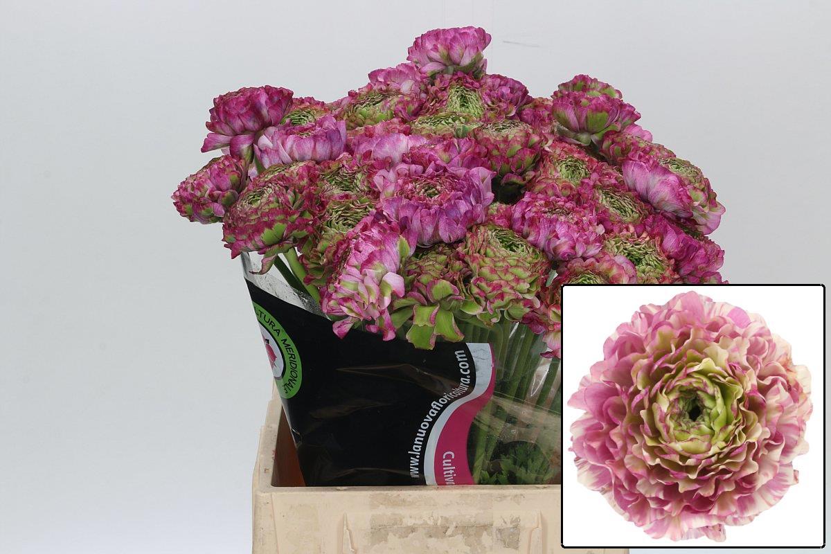 Ранункулус Овериг 45, шт.