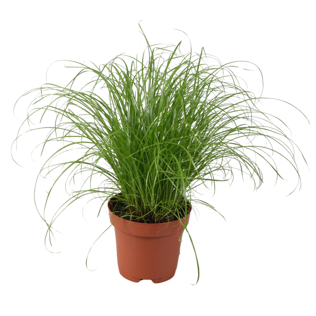 Cyperus Alternifolius 'Zumula' zonder etiket, D 12