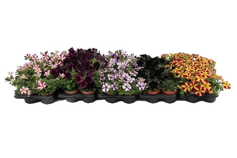Petunia Specials Mix Layer, D 10,5