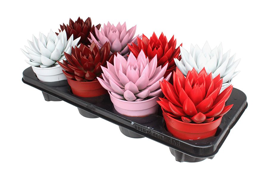 Miranda coloured love mix, D 12 cm