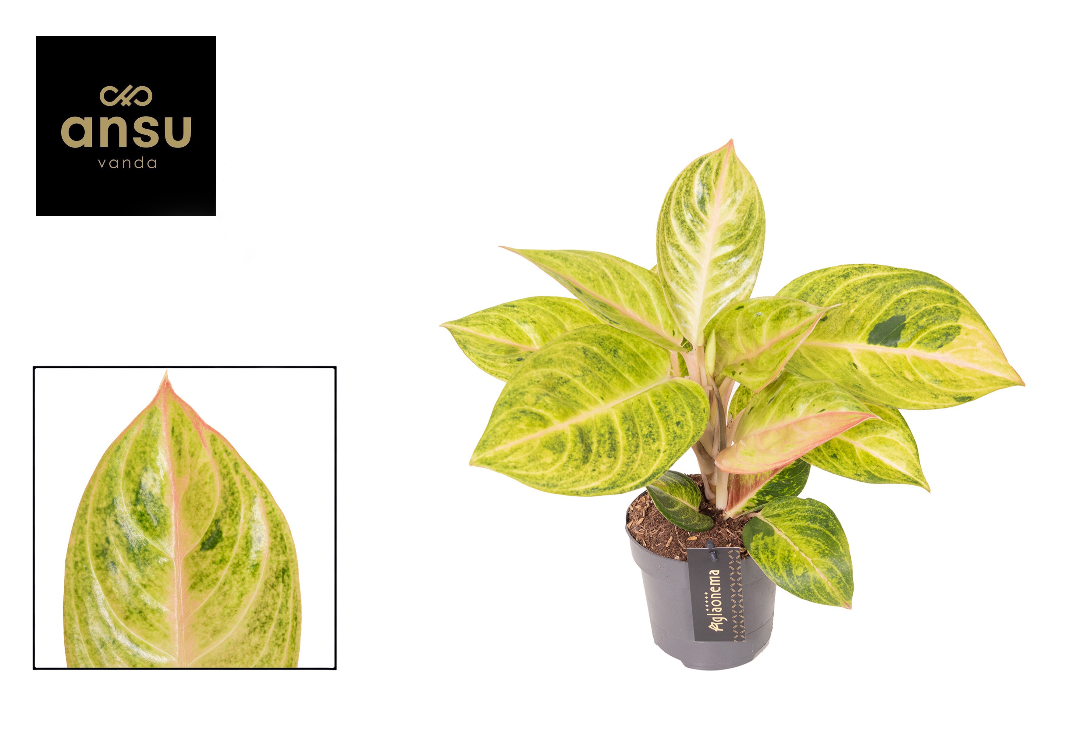 Aglaonema Peppermint Pink, D 12