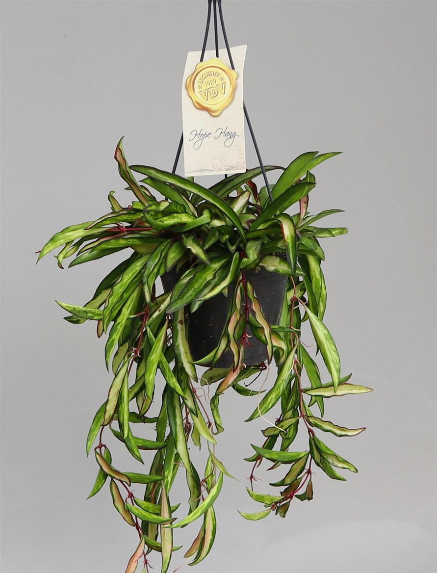 Hoya wayetii 'Tricolor' hangpot, D 14 cm