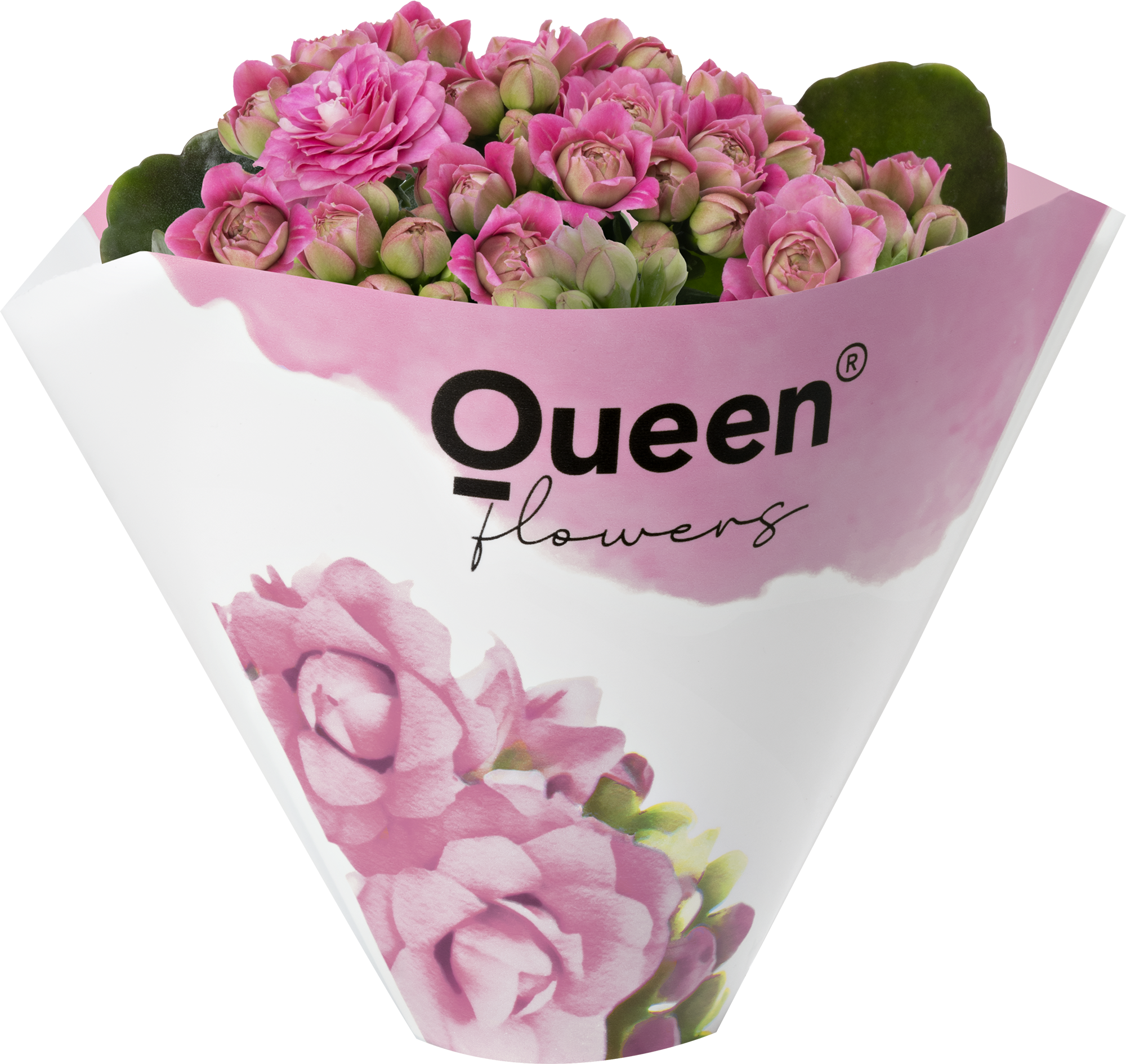 KALANCHOE ARTS-HYBRID 'PINK ROSE FLOWER', D 6