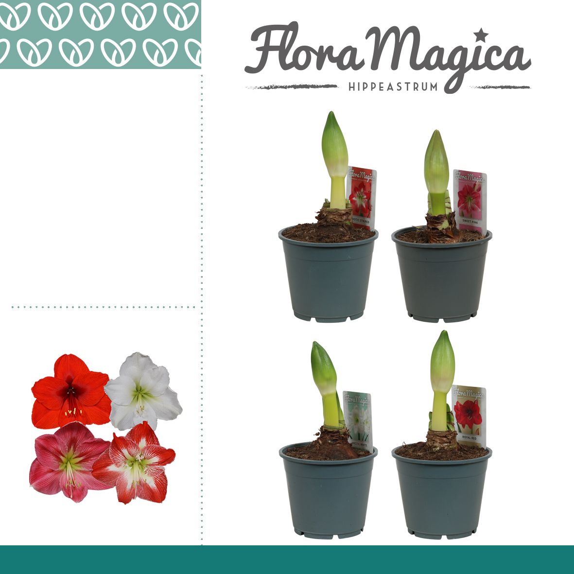 Amaryllis Mix 1 Knop, D 14 cm