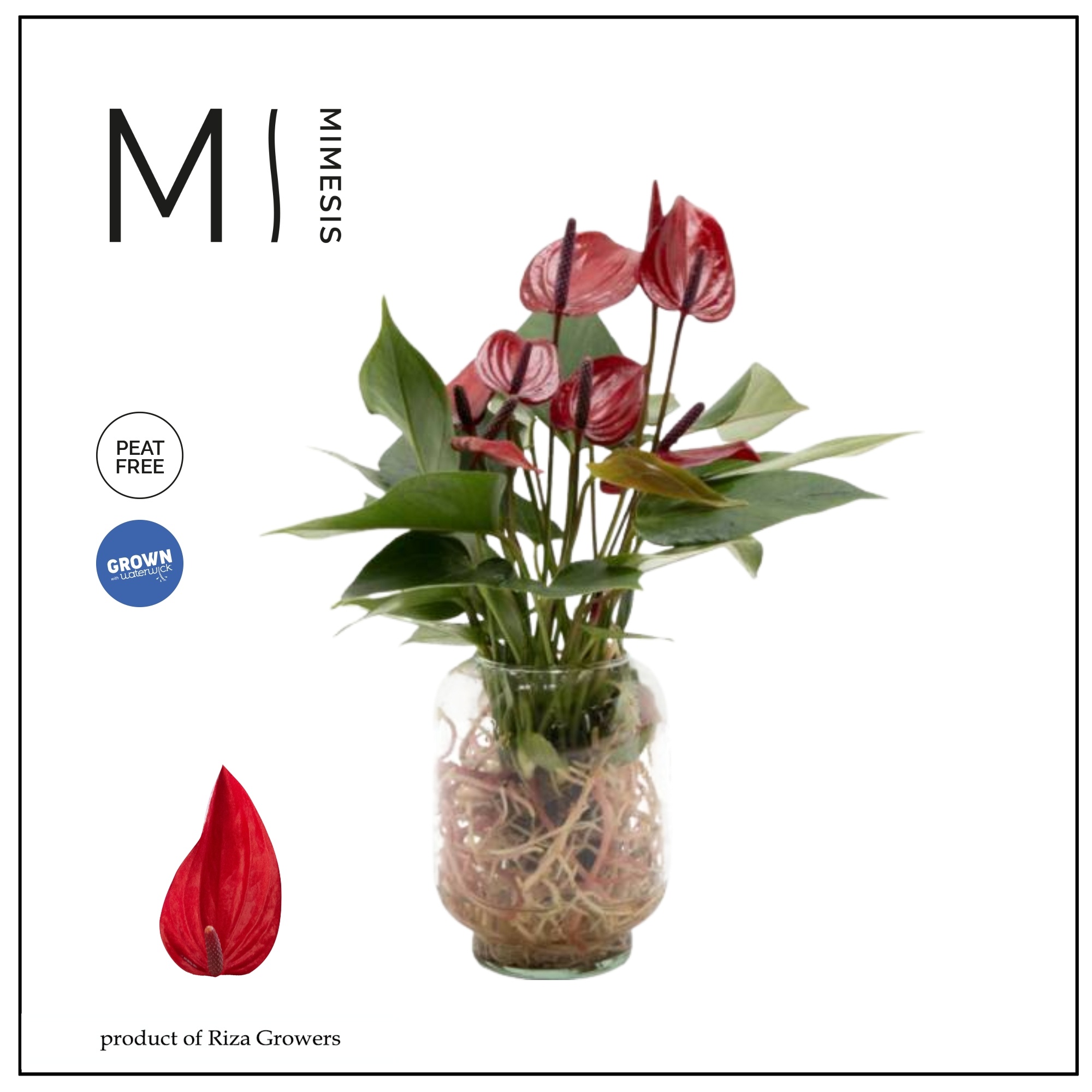 Mimesis Anthurium KARMA Banderola Lava - Aqua di Karma Chicago S, D 10