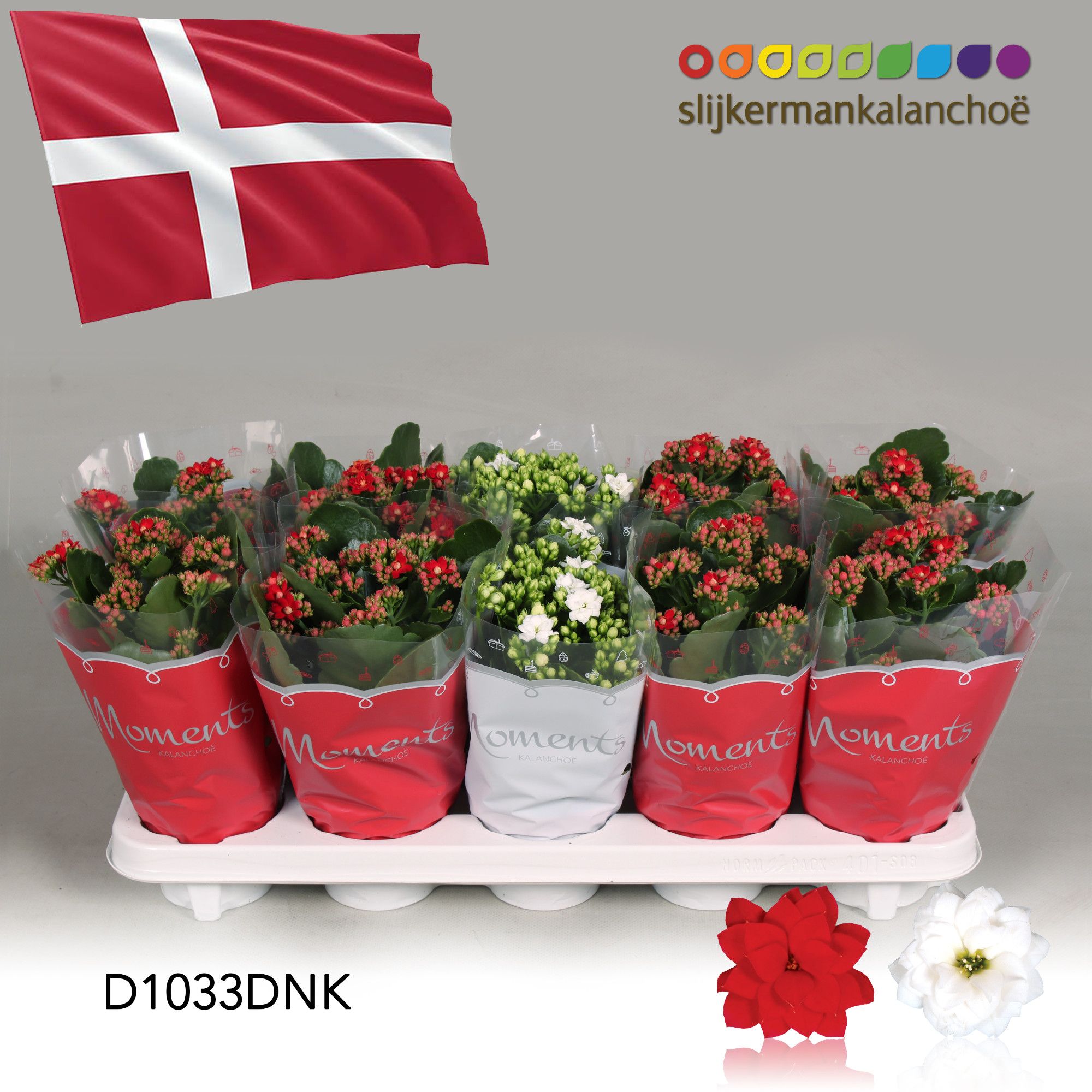 Kalanchoe Moments - Denmark flag, D 10,5