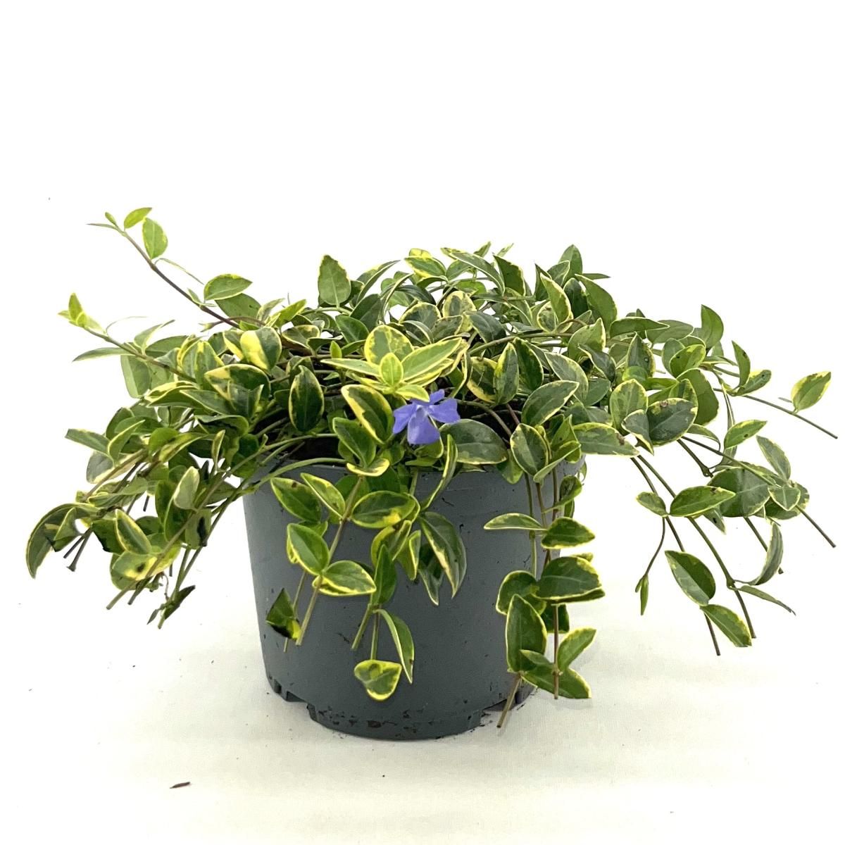 Vinca minor 'Aureovariegata', D 17 cm