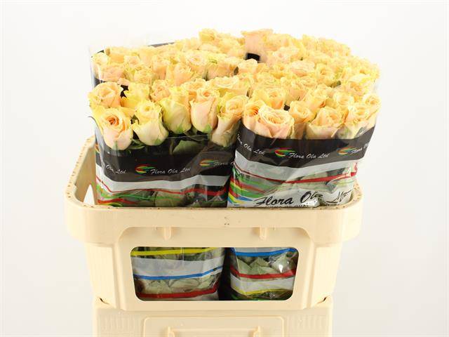 Роза од. Примавера 70, шт.