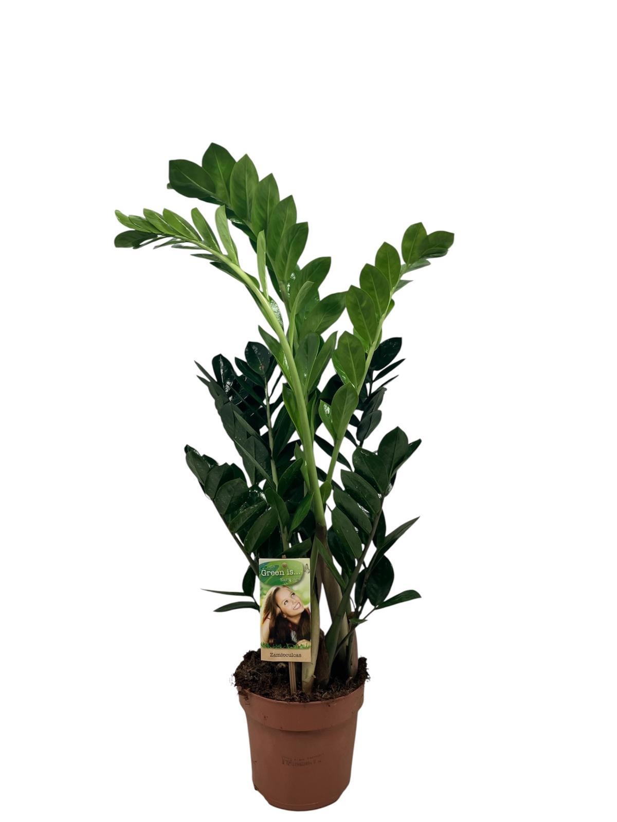 Zamioculcas 4-5 veren, D 17