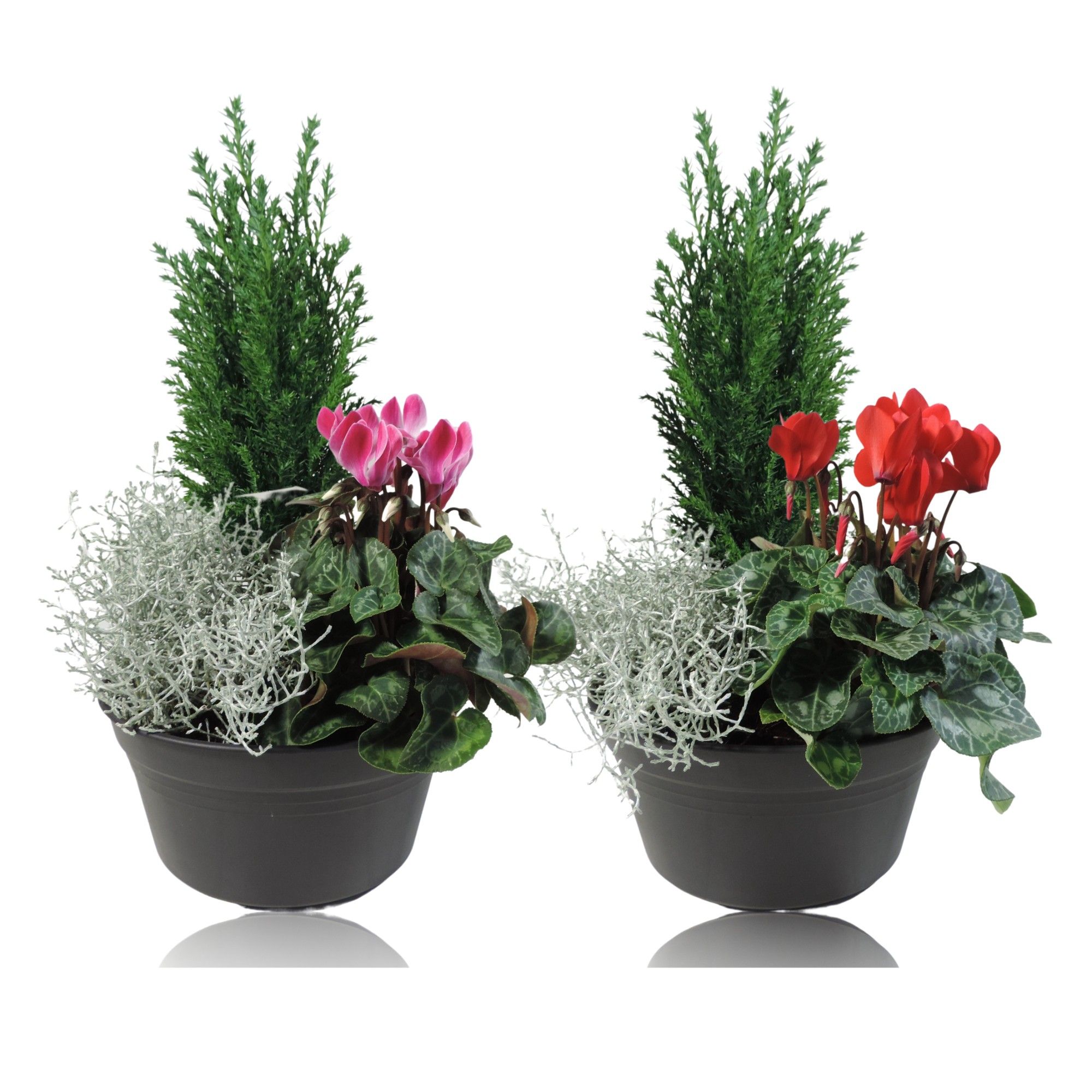 Arrangement Winter Classic in schaal 19 cm, D 19