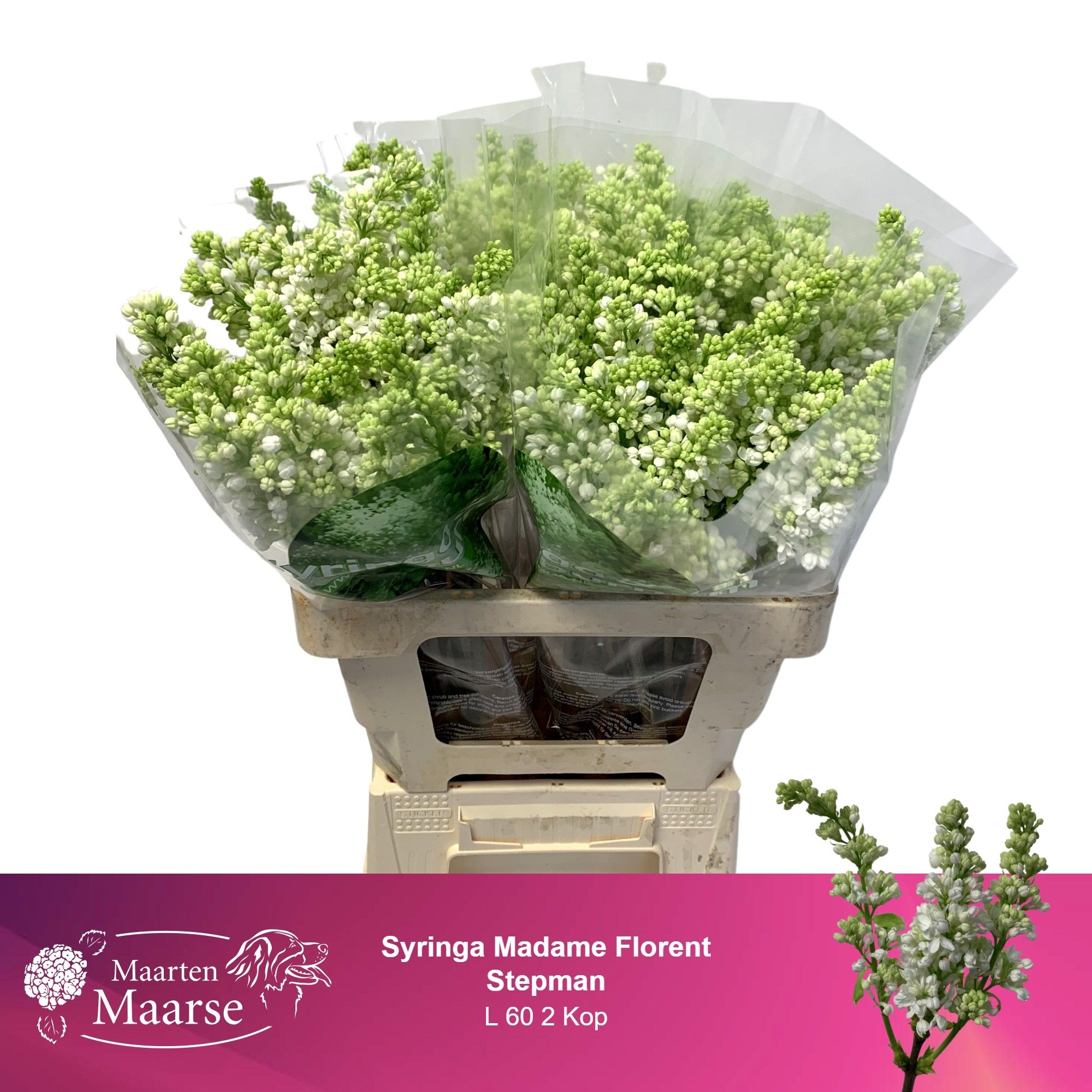 Сирень Мадам Флорент Степман 60 (бел.), шт.