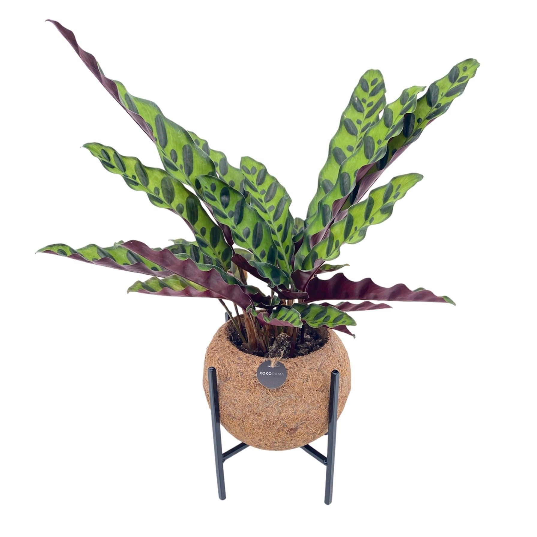 Kokodama 15 cm Industrial Calathea (no sting), D 15