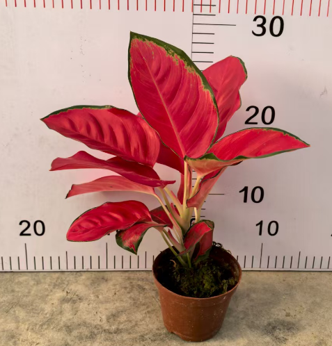 Аглаонема Сингл Чинесе Ред плант 10 22